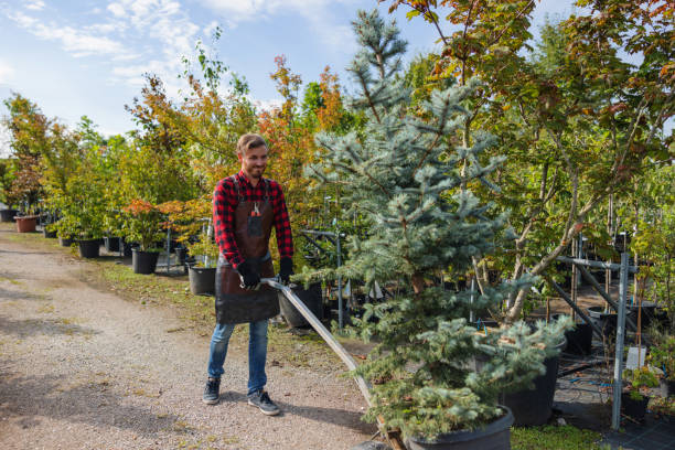 Best Palm Tree Trimming  in Rantoul, IL